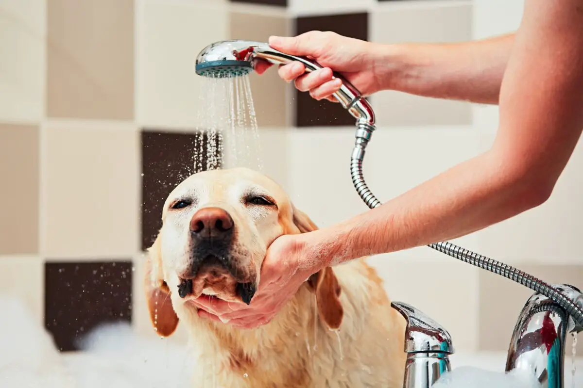 Can I wash my dog ​​with regular shampoo