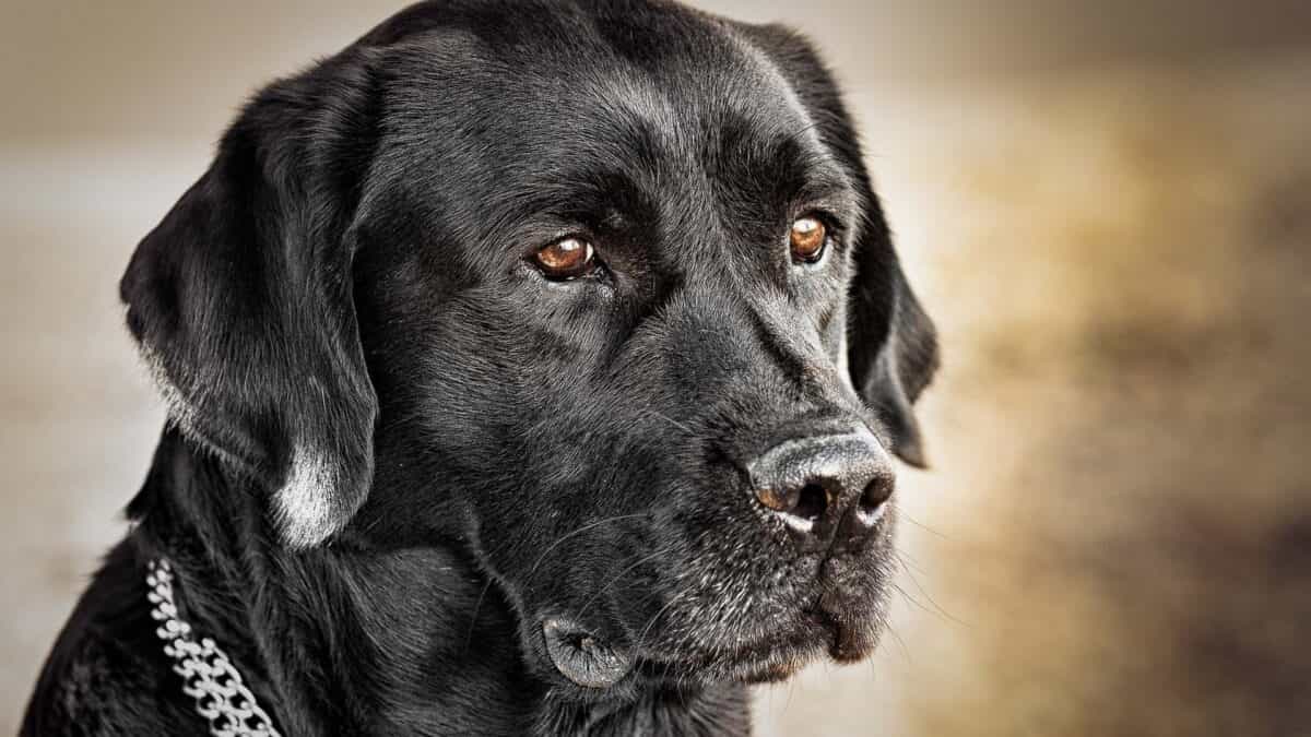 How Much Does A Black Labrador Cost – The truth about the costs !