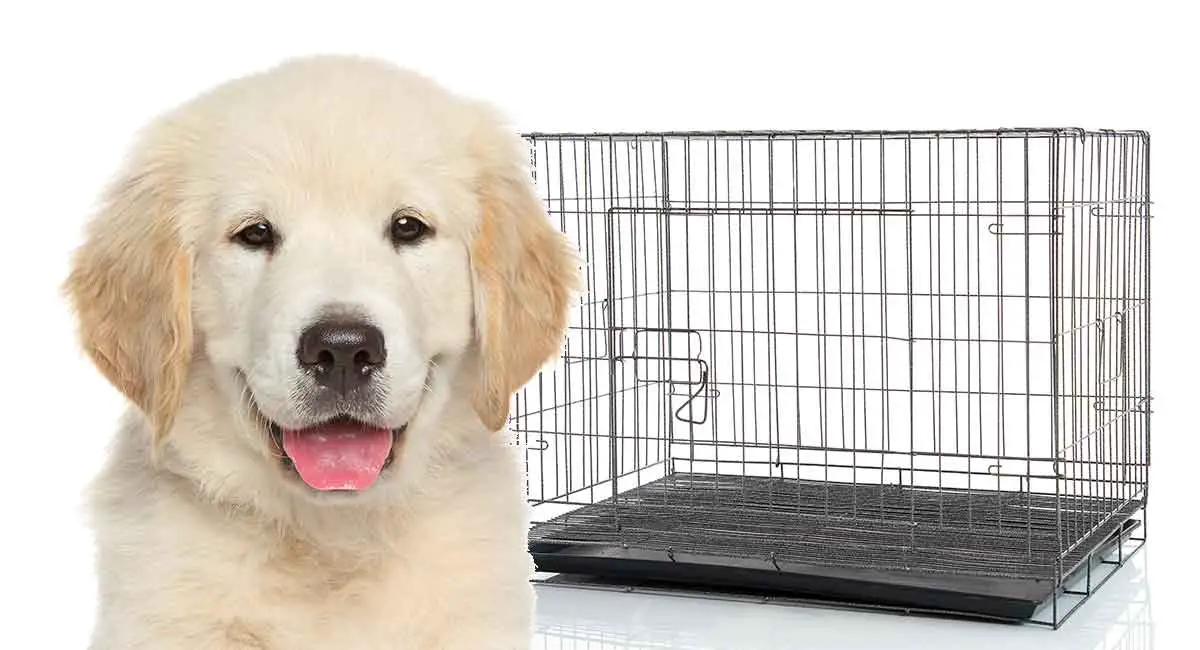 Puppy Keeps Peeing In Crate (Tips To Help You !)