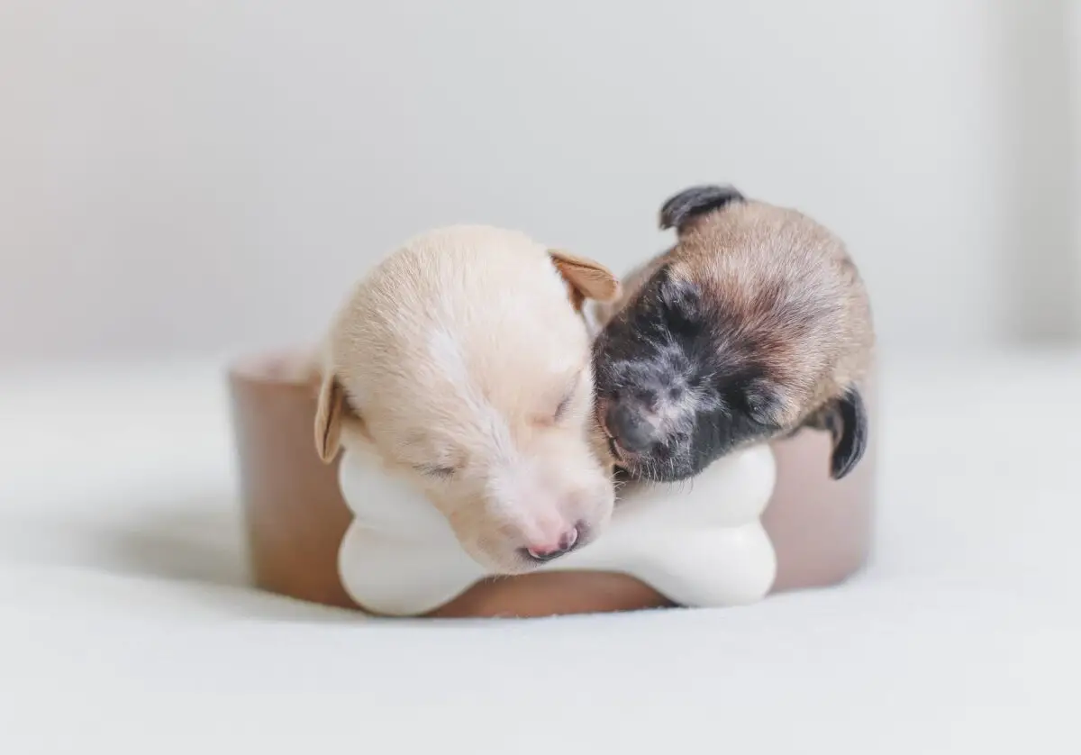 What Supplies Do I Need For Whelping Puppies? – Experts Tips