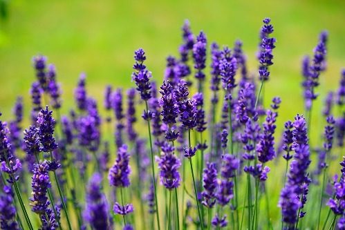 lavender-1117275_960_720-3463946