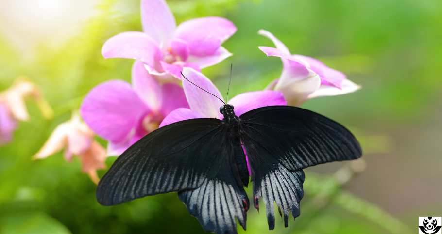 black butterfly meaning
