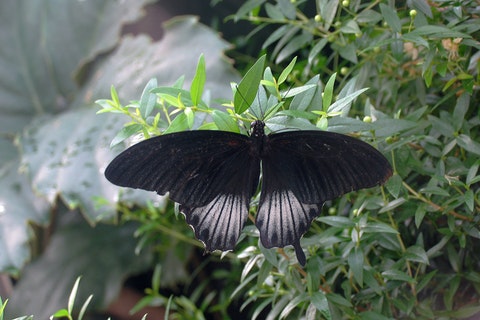 Black Butterfly Meaning