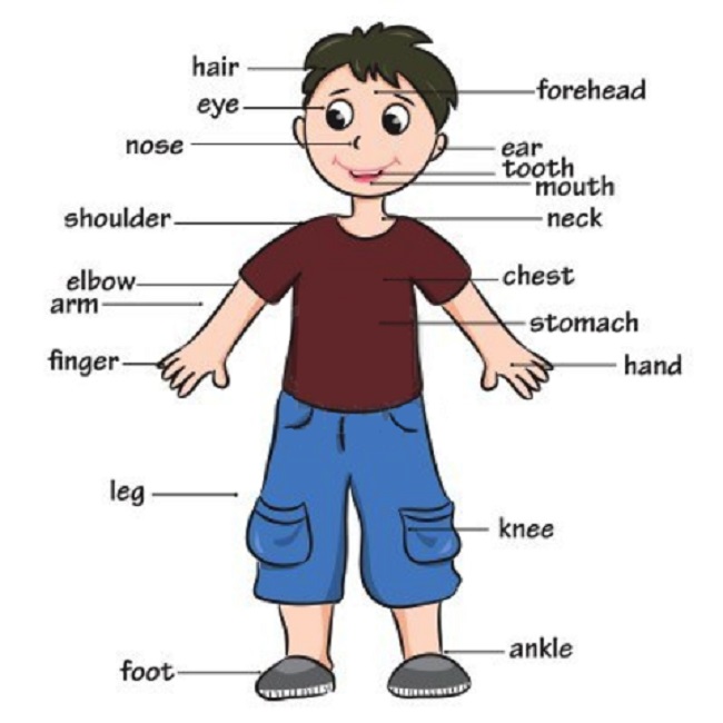70 Partes del Cuerpo en Inglés que debes conocer? 2021 ?