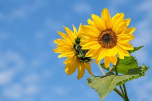 biblical meaning of a sunflower