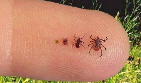 Síntomas para detectar la enfermedad de Lyme