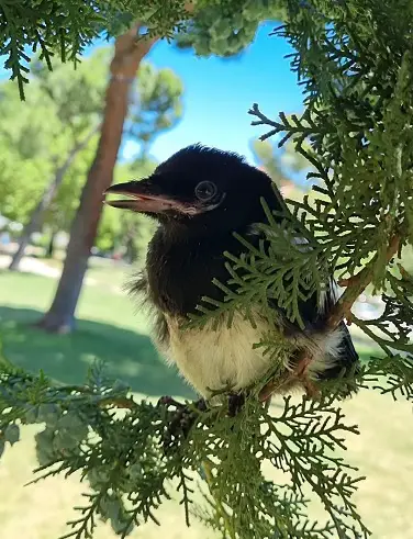 magpie symbolism