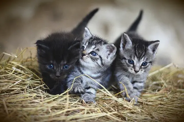 dreaming of kittens
