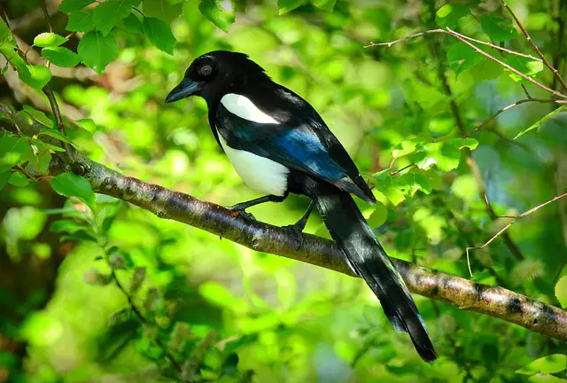 5 Magpie Symbolism – Did you See or Dream with a Magpie?