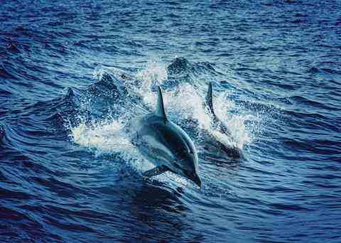 what does it means when you dream about dolphins