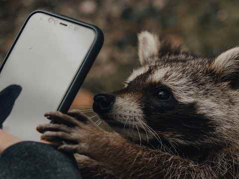 what does it mean to dream about raccoons?